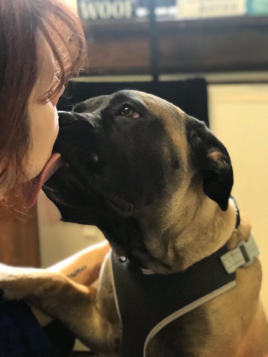 amusepouche's tweet photo. Today, I am simply #gratefulandthankful to be a #furmama 🐾 #dogsarethebest #womansbestfriend #bullmastiff https://t.co/nmLjUsxsXf
