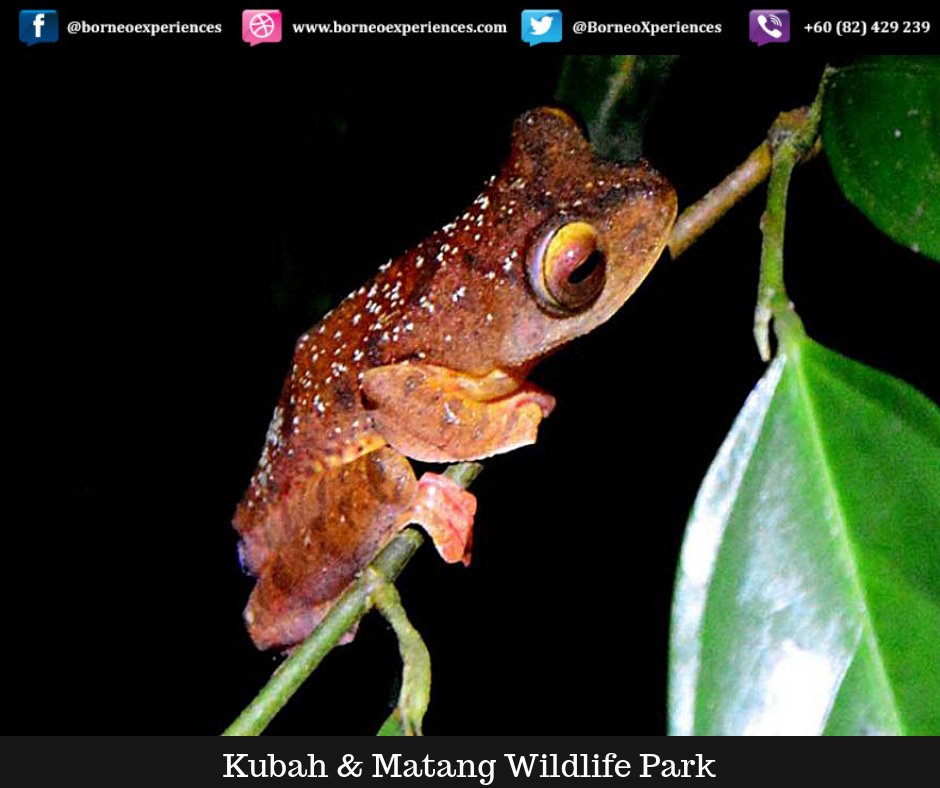 BorneoXperience's tweet image. The frog pond at Kubah is best viewed early morning or of an evening but sometimes we are lucky, 
#Matang #Kubah #trekking #wildlife #frogs #lizards #jungle #waterfalls #letsgo #Sarawak #Kuching #thevillagehous2 #singgahsanlod1#vacation #ontour