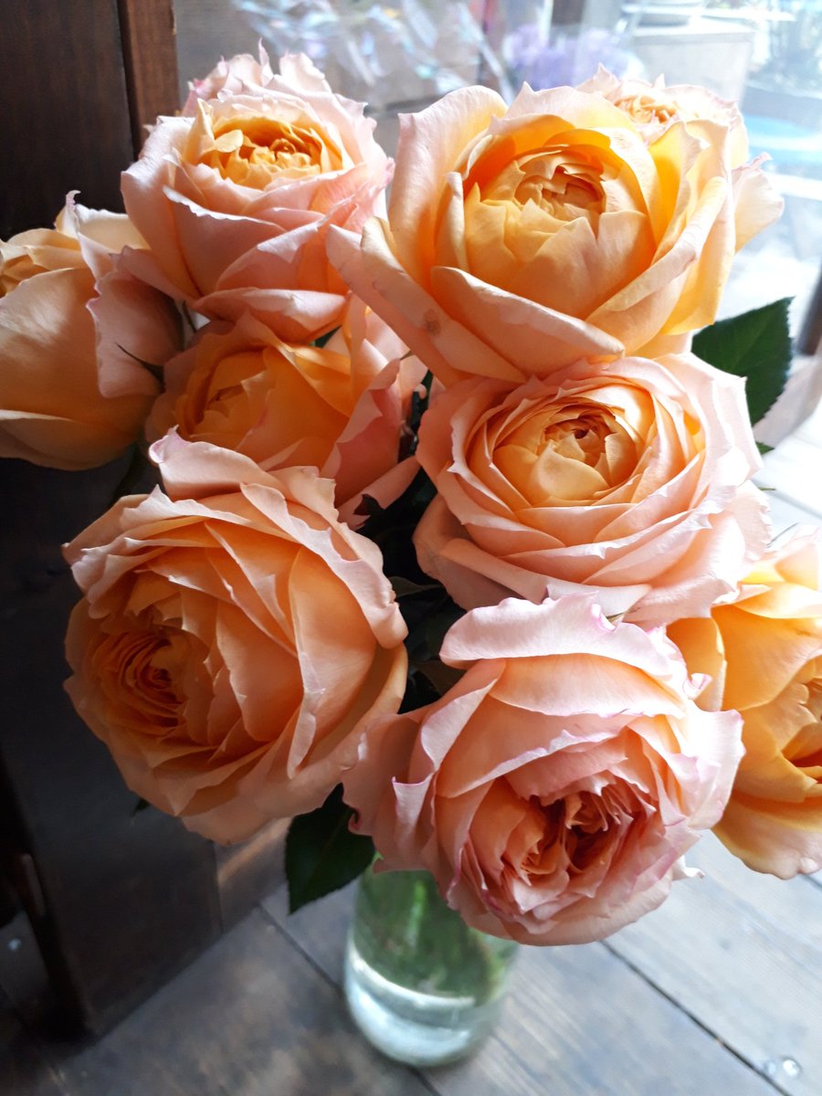 ট ইট র Moss 本日のおすすめのバラ M オレンジムーン アプリコットオレンジの微香性のあるカップ咲きのバラです
