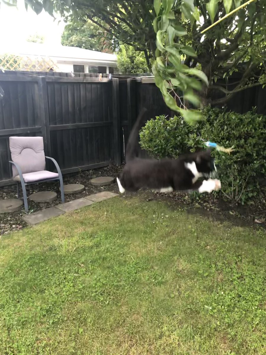PussAndTheGang's tweet photo. If you’ve newly followed this account, this is Bertie. She is a goody two paws, she’d be a cheerleader, a fundraiser, an office part organiser, a nurse, but she’d also be really cross if you made good friends with one of her besties. Sometimes I hashtag her #acrobert https://t.co/I3Hau03cbl