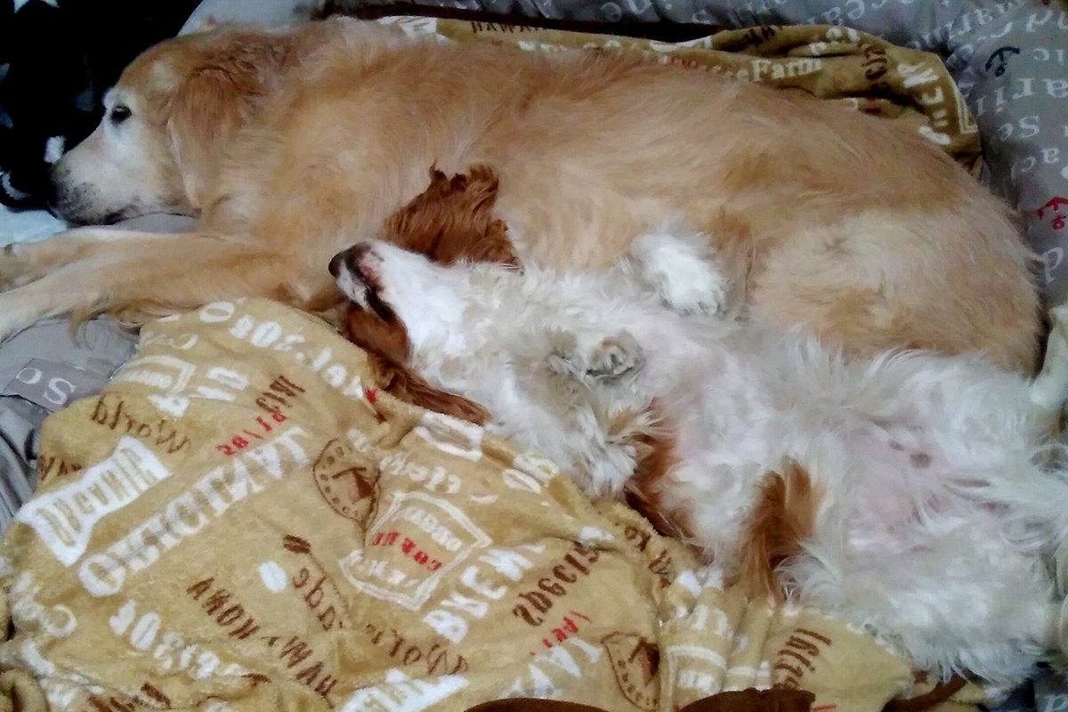 ミズシマ ラテ 生後1年3ヶ月13日 へそ天で昼寝中 明日から12月なのに昼間はそれほど寒くないです 犬 キャバリア ゴールデンレトリバー わんこ