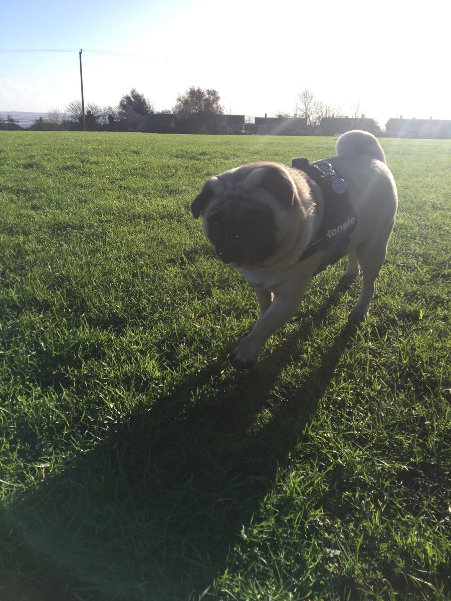 Ronnie_Pug's tweet photo. The suns out 😊🌤 A lovely #Friyay walk 🐾🐾 #sunbeam #walkingonsunshine #pug #puglife https://t.co/reAtU08KXg
