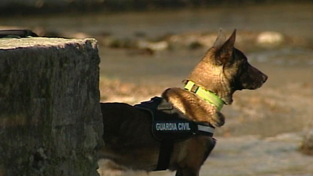 Guardia Civil tweet media