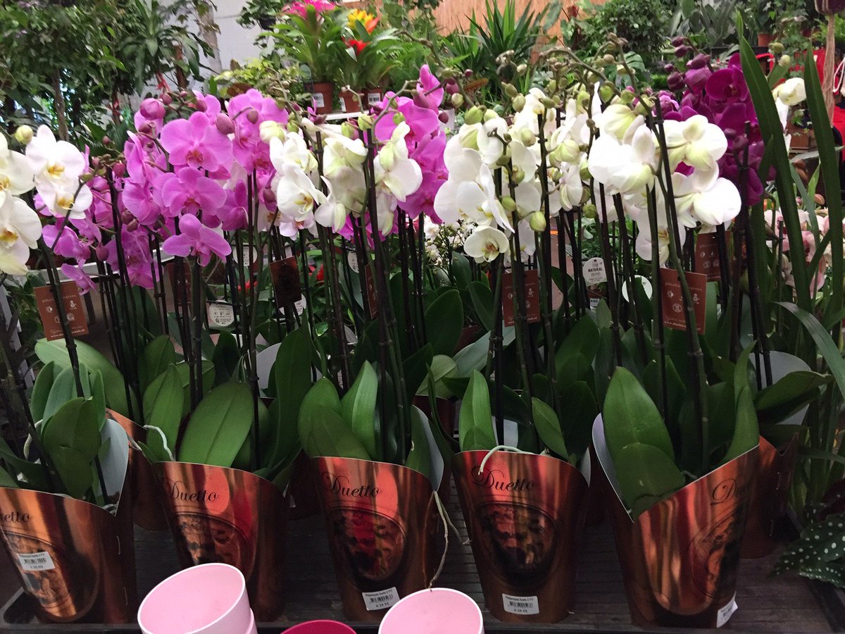 Urban Plant Life On Twitter We Have Some Lovely Phalaenopsis And Cymbidium Orchids For Sale,Electric Dryer Connection Vs Gas