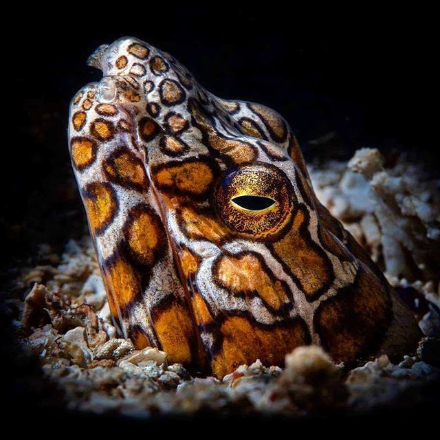 divecompare's tweet photo. Napoleon Snake Eel
📷 by @jankaskianddive ...
#napoleonsnakeeel #snakeeel #eel #uwmacro #uwphoto #ocean #scuba #diving #scubadiving #divecompare https://t.co/oqJtIEaHNk https://t.co/54cbistYbD