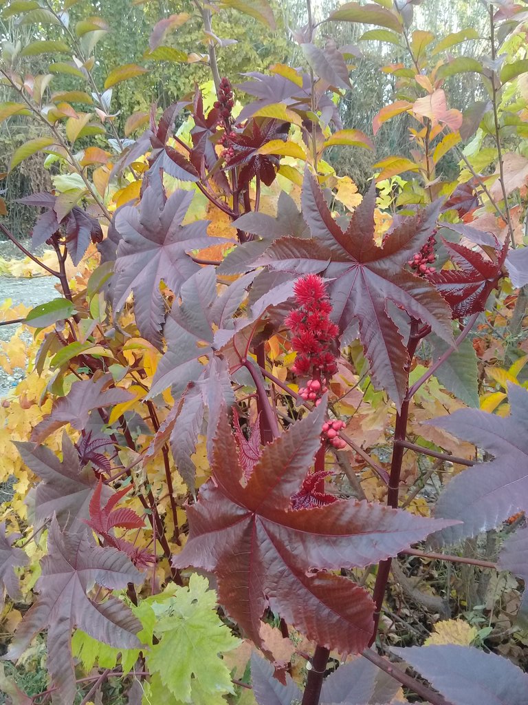 Saphr4's tweet image. #پاییز