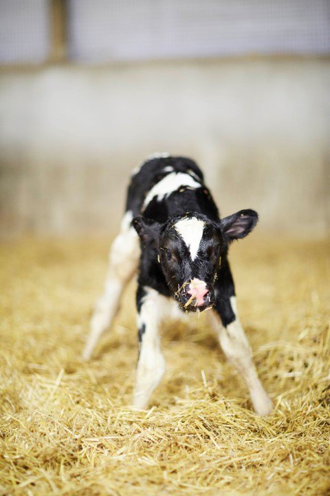 The latest edition of the Bawl by @theCalfLady is now out! Ask your #JFMDairy team for a copy or click here for your digital copy: ow.ly/Tzhf30mM03W