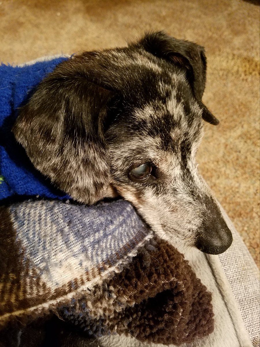 BattyMidge~💙🐾💙~Gabe~💙🐾 💙 tweet media