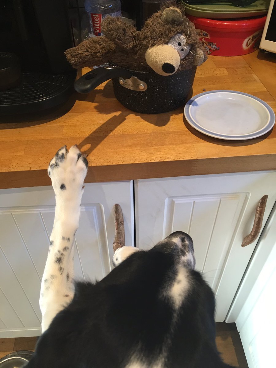 aliciabrunskill's tweet photo. Mummy, please can I have my teddy back? I didn’t mean to throw him in the pan! #DogsOfTwitter #pupantics https://t.co/wkvTDTjbNj