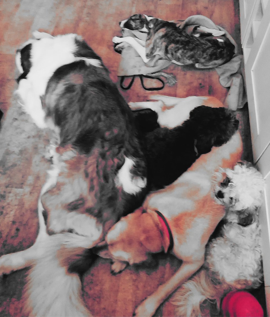 TailsCharmed's tweet image. Rainy days mean snuggles #dogboarding #frome #fromedogboarding #fromedoggydaycare #doggydaycare #saintbernard #stbernard #labrador #DogLover