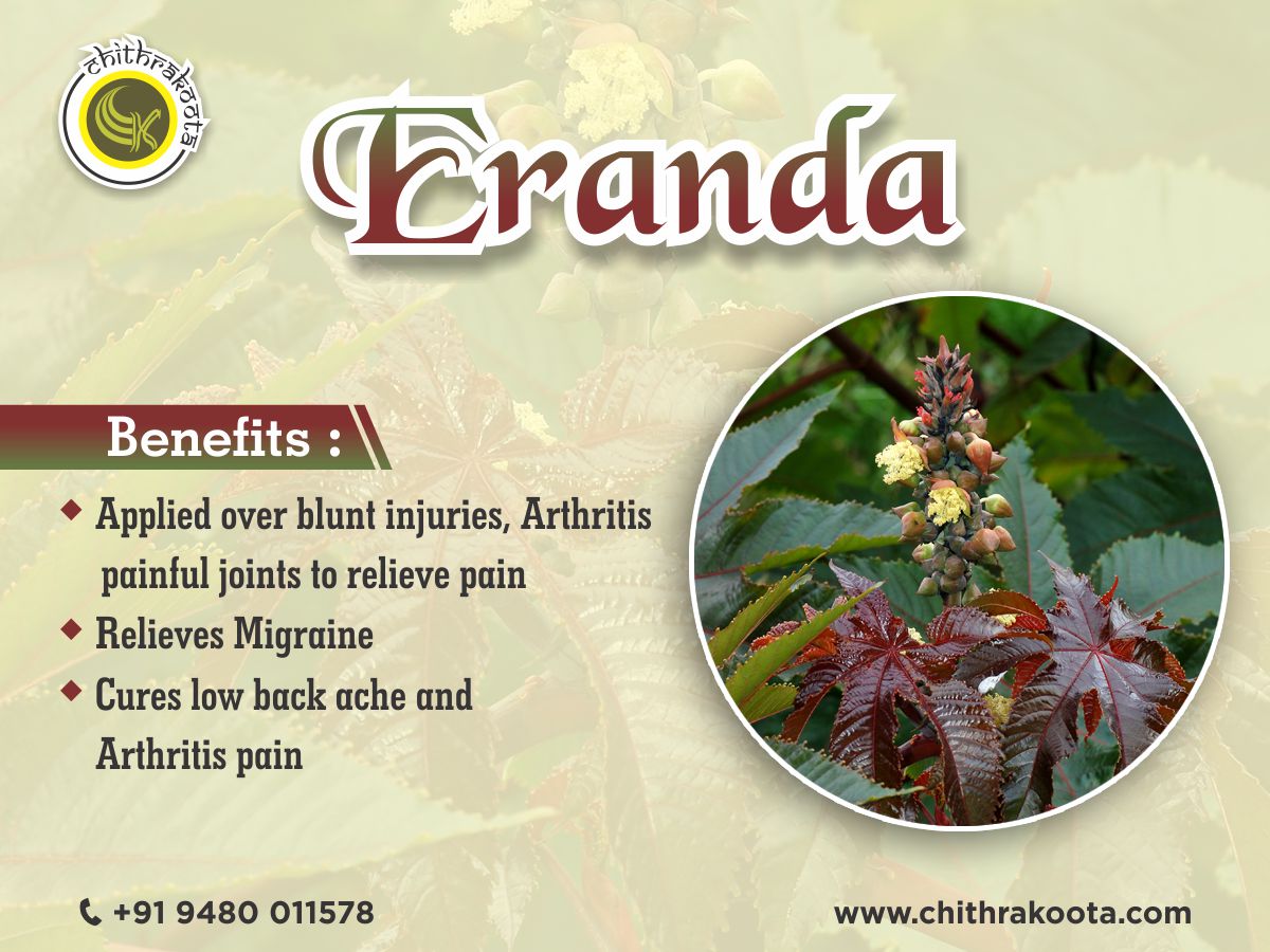 ChithrakootaAyu's tweet photo. #Eranda (Caster) has been freely used all over India since centuries. In day to day life, it is commonly used as a purgative. #Ayurvedic #Samhitas have praised it as an asset in treating rheumatic disorders.
Read more at https://t.co/nSTKgbjh49
Contact us - 9480011578 https://t.co/oCaNcF6SNg