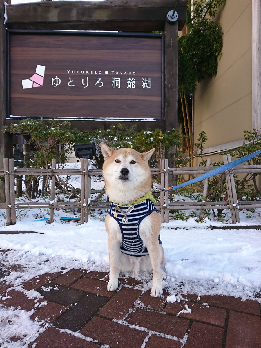 Koonie Yuta 洞爺湖温泉に着いたー 吹雪の中 ママさんが280キロ運転してきたよー ママさんちょっとオコ 笑 ぼくはのんびりするよー 洞爺湖温泉 ゆとりろ洞爺湖