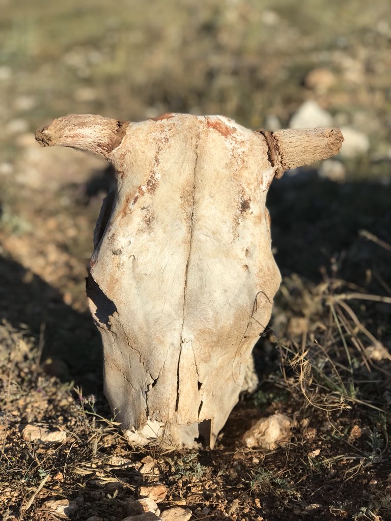 Çatalhöyük benzeyen bir boğa kafatası  ritüel amaçlı kullanmaktadır