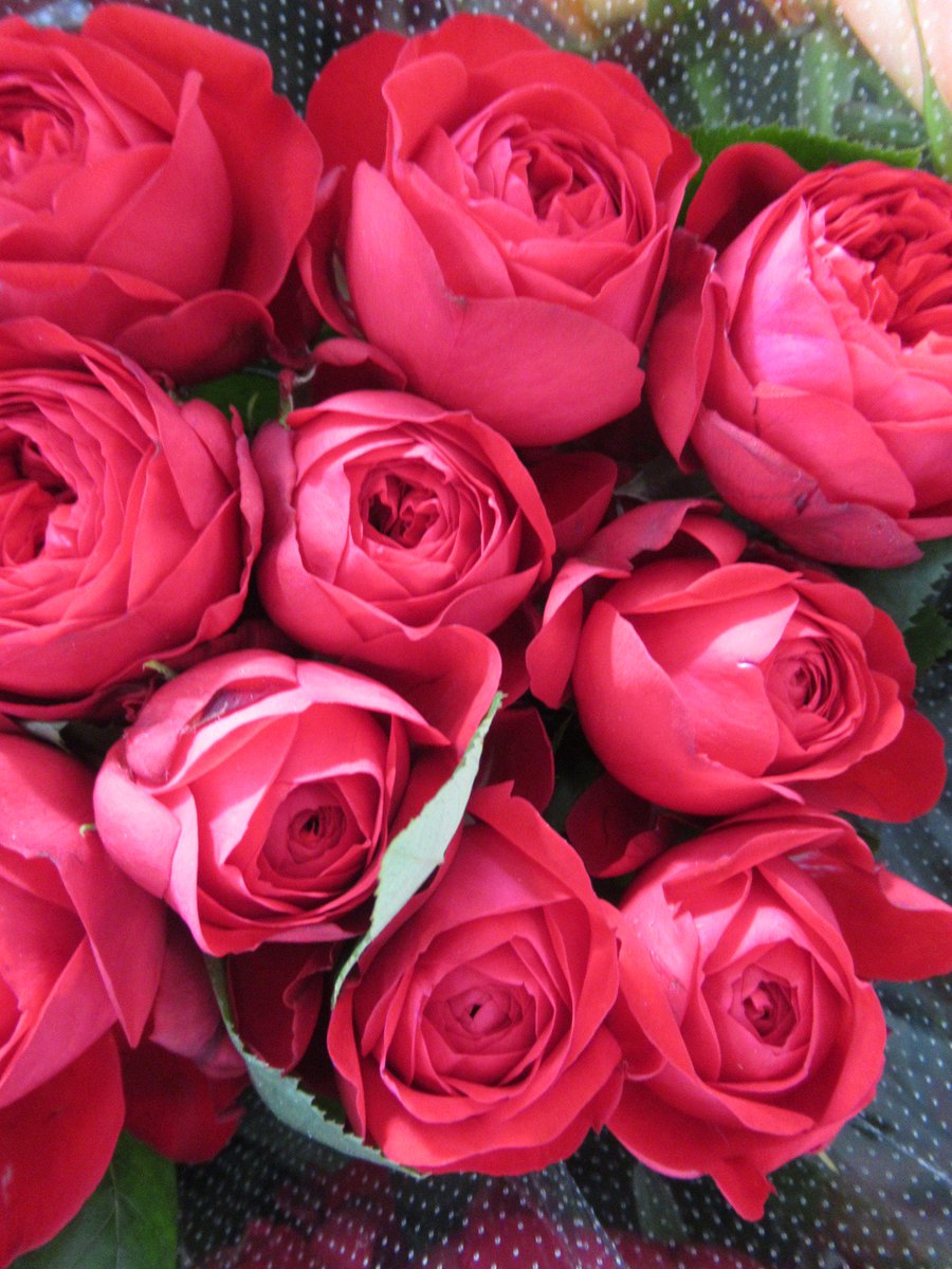 churahana_'s tweet photo. 薔薇  赤提灯あかちょうちん

こんばんは😊

薔薇を見ますよ🌹の前に

通知の見れない状態が続いてます
ᵃⁿᵈ
メッセージを頂く鍵アカさんへ
読めません

合わせて失礼があればごめんなさい

今日の薔薇
あなたはどう見ます��

私は

ﾈｰﾐﾝｸﾞｾﾝｽ   0％

焼き鳥が食べたくなります https://t.co/KrSLOulwyY