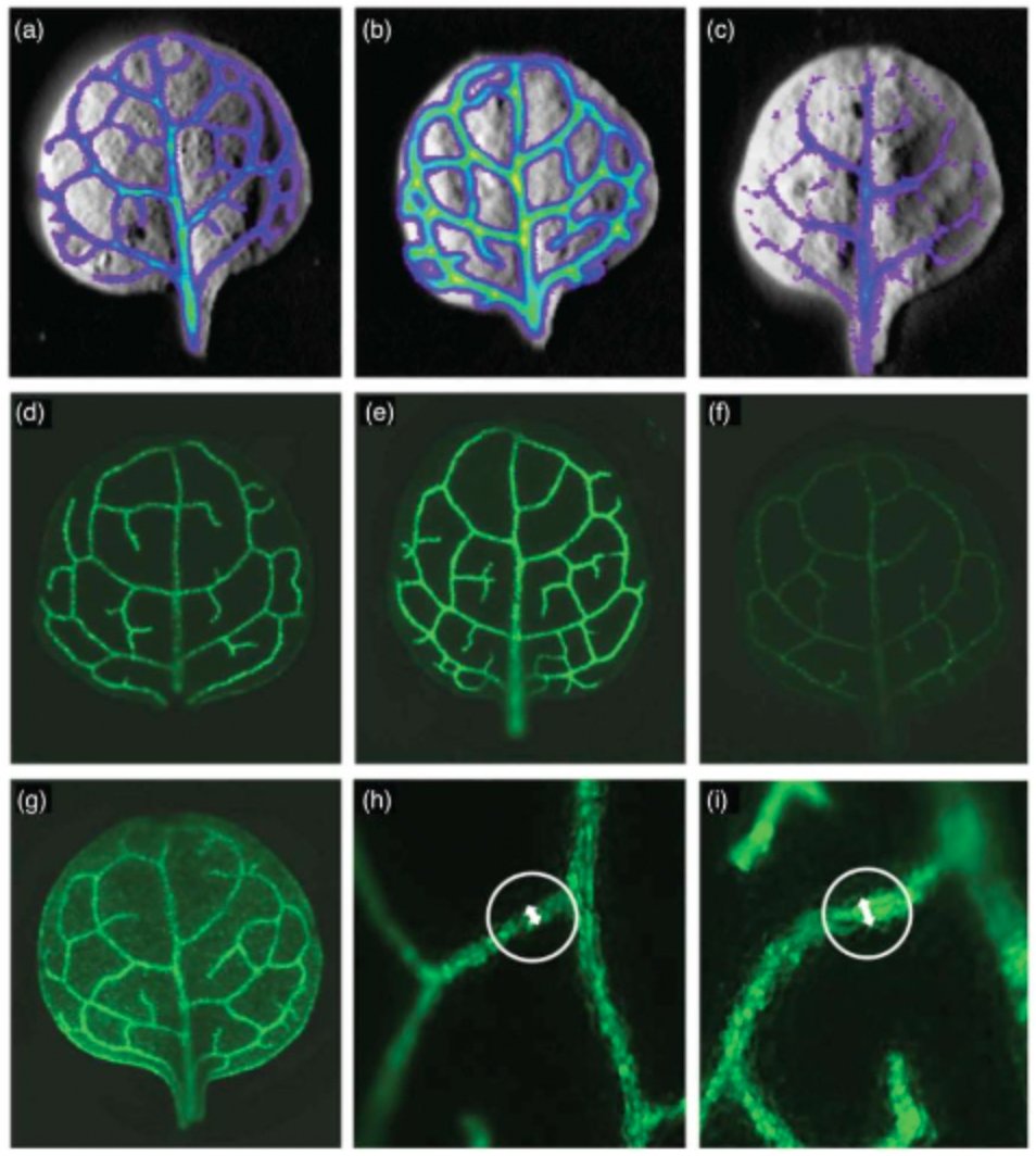 plantae_org's tweet photo. What we're reading https://t.co/qdnDWnTqKG
This week we highlight: structural motifs in strigolactone signaling, puppetmaster protists (!), lessons from natural CO2 springs, rapid abiotic signaling, synthetic O2 sensors, plasmodesmatal conductance in nodule formation and more! https://t.co/bjUF6XPaJR