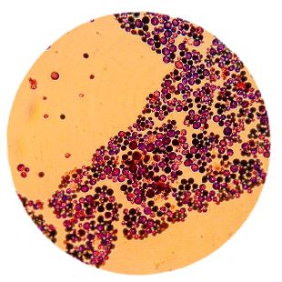 JournalVirology's tweet photo. Monash researchers have shed new light on just how the fungal infection, Candida albicans, shape-shifts into a deadly version with hyphae or filaments that help it break through human tissues and into the bloodstream. https://t.co/S0mQdRfXOO https://t.co/Tme3aX48fm