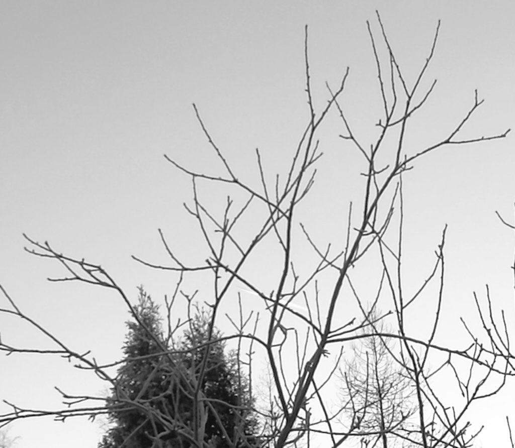 Anskuli71's tweet photo. Day 1/7 of the #blackandwhitechallenge #sevendayssevenpictures #SevenDaysBW #mylifeinblackandwhite #SevenDaysPhotoChallenge 
Nominated by @TimoMaatta, @AntoninKopecky
7 Days
7 Pictures
No People
No text

Today no nomination https://t.co/TWVgagPR5L