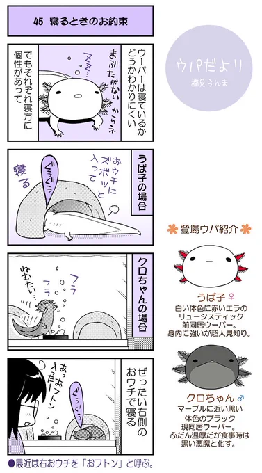 【ウパだより45】なるべく火曜公開のウーパールーパー4コマ。『寝るときのお約束』おねむの時間になると入ります。
ウパグッズ&同人誌の通販(https://t.co/5eoVFWNE2C)、単行本も(https://t.co/zudosL9eWu)■ #ウパだより #うぱ子だより #ウーパールーパー 