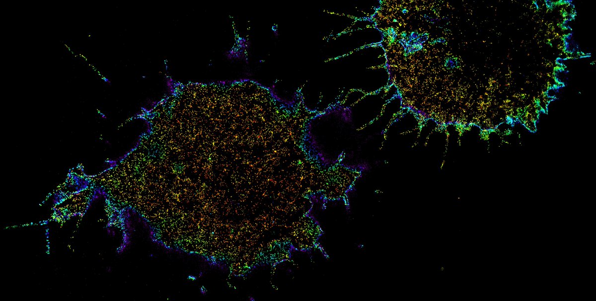 nizzle_fe_shizz's tweet photo. Those two really remind me of #Michelangelo's "Creazione di Adamo
" #Cellfy #SciArt https://t.co/iXNUss8mAO