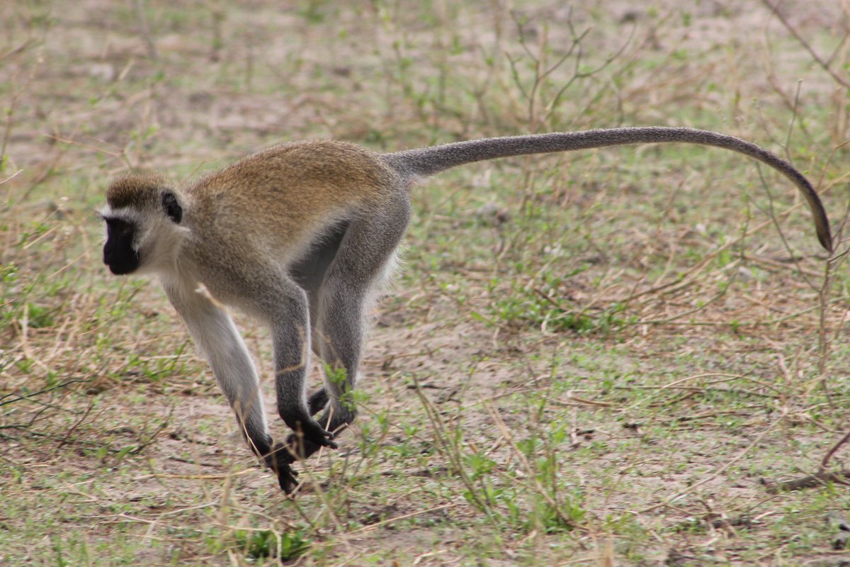 GregAdventures_'s tweet photo. That #FridayFeeling 😜
#ttot #travelmore #safari #monkeybusiness #friyay #Tanzania https://t.co/nSw2BapXeX