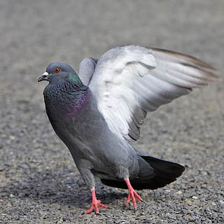 nosoyplaga's tweet photo. Do we have the right to call any animal a pest considering the impact we humans have on the environment, and on other people? Let's be a bit more humble.
#Nosoyplaga #Notpests #Luchapalomera https://t.co/qGuXcL33v7