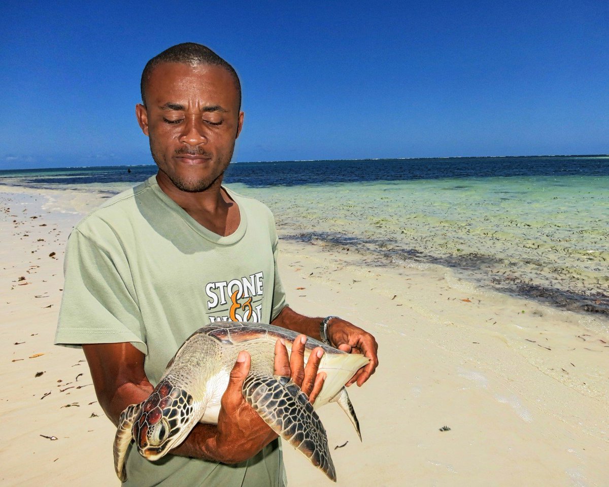 ZindiAfrica's tweet image. 📢Just launched!🐢Win a resort holiday and cash prizes in our brand new #zindichallenge with @LocalOceanCo. Join now and clean the sea turtle rescues database at zindi.africa/competitions/s… #LoveYourLocalOcean 💚@Temple_Point 💚