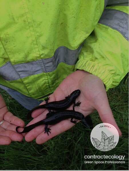ContractEcology's tweet photo. So after slight postponement of works this week due to weather the team are back on track. Today we’ll be clearing debris and litter from a GCN pond as part of its restoration back to good health! #conservation #wildlife #WinterTasks https://t.co/0wHGkuiz0q