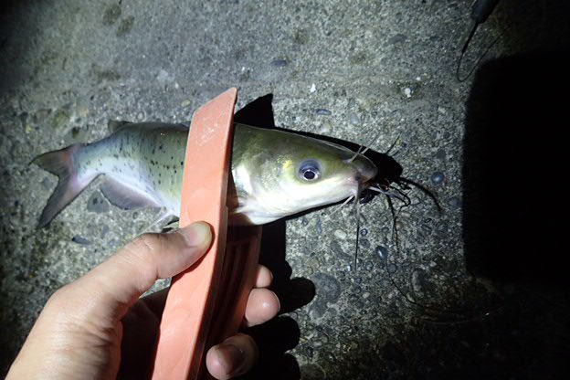 マグロアジンガー Twitterren アメリカナマズが見たくて霞ヶ浦まで行って釣って見た 実釣編です T Co Cvhlgwmysx どんな釣りでも遠征は難しいし 緊張感があります その中で釣るから その魚のことを深く知ることができます 気になる魚は自ら釣りに行く マグロアジンガー Twitterren アメリカナマズが見たくて霞ヶ浦まで行って釣って見た 実釣編です T Co Cvhlgwmysx どんな釣りでも遠征は難しいし 緊張感があります その中で釣るから その魚のことを深く知ることができます 気になる魚は自ら釣りに行く