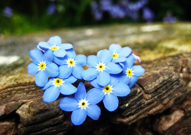 切ない花言葉 ワスレナグサ ドイツの悲話の中で 騎士が恋人に花を贈ろうとこの花を摘もうとした時に不慮の事故により命を落としました その最期の瞬間に 私を忘れないで と言った事が花言葉の由来 その後 恋人は生涯に渡り髪に花を飾り続ける