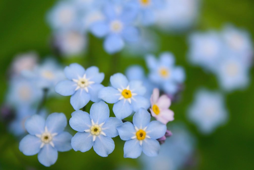 切ない花言葉 ワスレナグサ ドイツの悲話の中で 騎士が恋人に花を贈ろうとこの花を摘もうとした時に不慮の事故により命を落としました その最期の瞬間に 私を忘れないで と言った事が花言葉の由来 その後 恋人は生涯に渡り髪に花を飾り続ける 切ない花言葉 ワスレナグサ ドイツの悲話の中で 騎士が恋人に花を贈ろうとこの花を摘もうとした時に不慮の事故により命を落としました その最期の瞬間に 私を忘れないで と言った事が花言葉の由来 その後 恋人は生涯に渡り髪に花を飾り続ける