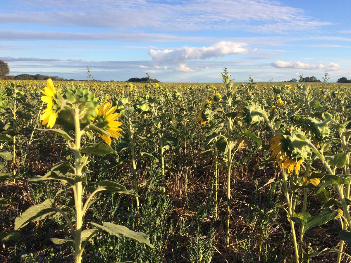 Matthieu Deff’ tweet media