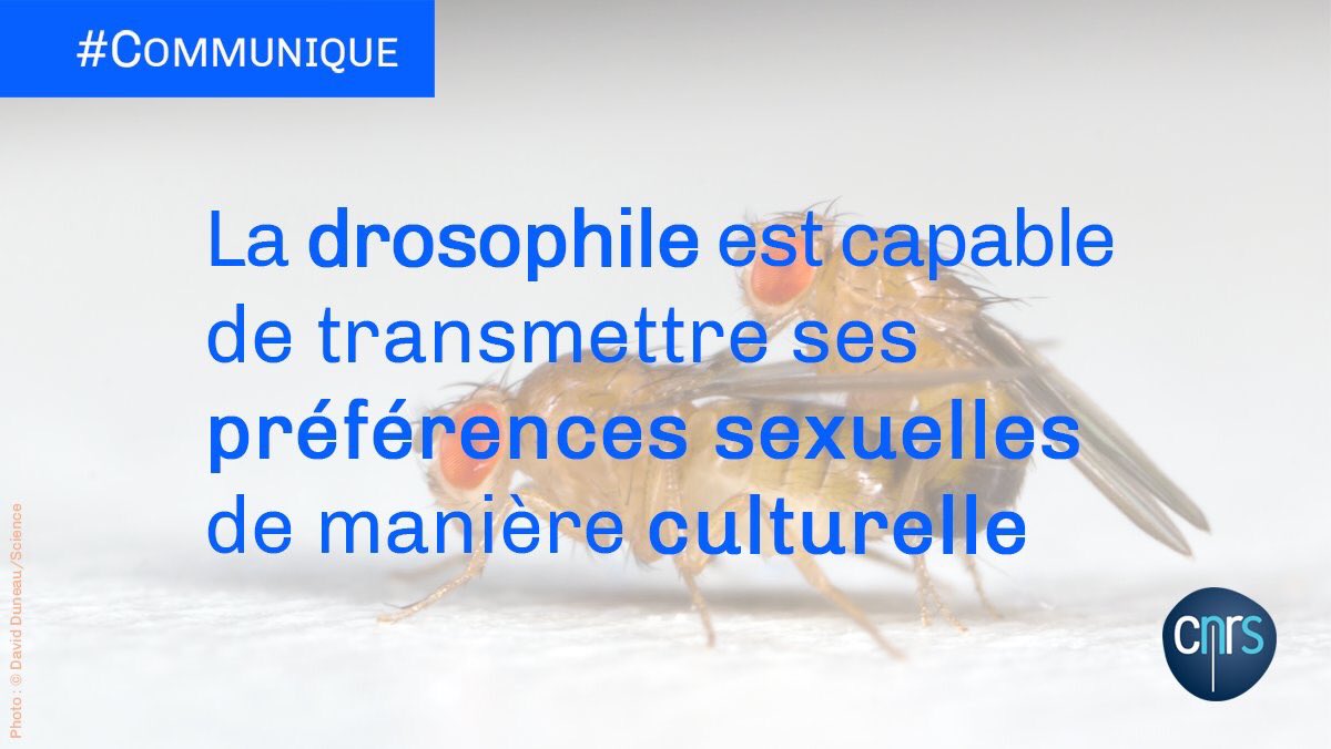CNRS's tweet photo. #Communiqué 🗞️ | Des chercheurs viennent de montrer que les  #drosophiles possèdent toutes les capacités cognitives pour transmettre  culturellement leurs préférences sexuelles d'une génération à l'autre.

➡️ https://t.co/1IkwbljpcQ

📕 @sciencemagazine | https://t.co/KO80Un6ZKT https://t.co/3KAOmqqTXW