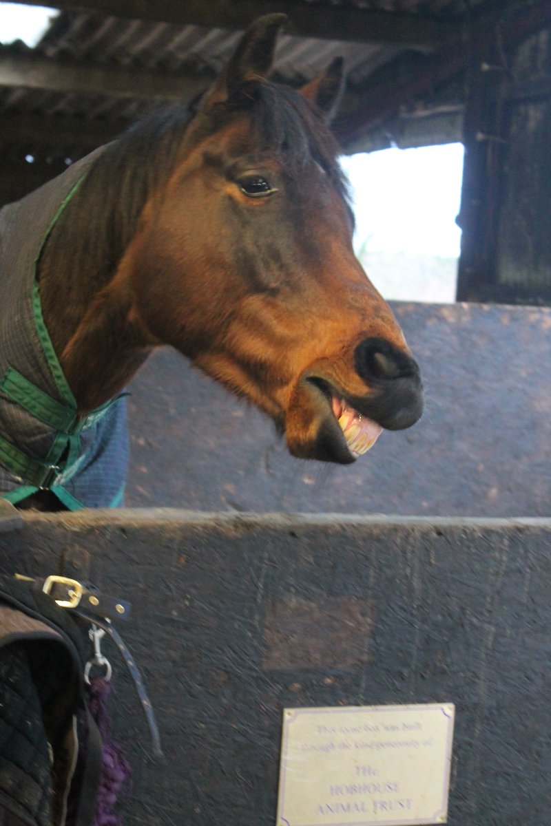 GreatwoodHorses's tweet photo. CAPTION COMPETITION TIME and your chance to WIN TWO Tickets to @NewburyRacing. All you need to do is:
1. Like 
2. Follow
3. Share
4. Comment with a caption for Injun Sands who's clearly got that #FridayFeeling today
The best caption will be chosen next Friday. https://t.co/w9O1PuV5BB