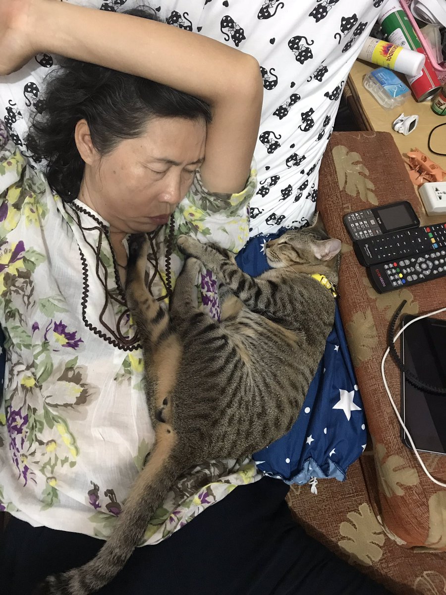 paepoets's tweet photo. โฉมหน้าคนที่บอกว่า “เก็บมาเลี้ยงได้แต่เลี้ยงข้างนอกนะ ไม่เอามานอนด้วยนะ เดี๋ยวขนเข้าปงเข้าปอด อันตราย” https://t.co/YhOgDCJepO
