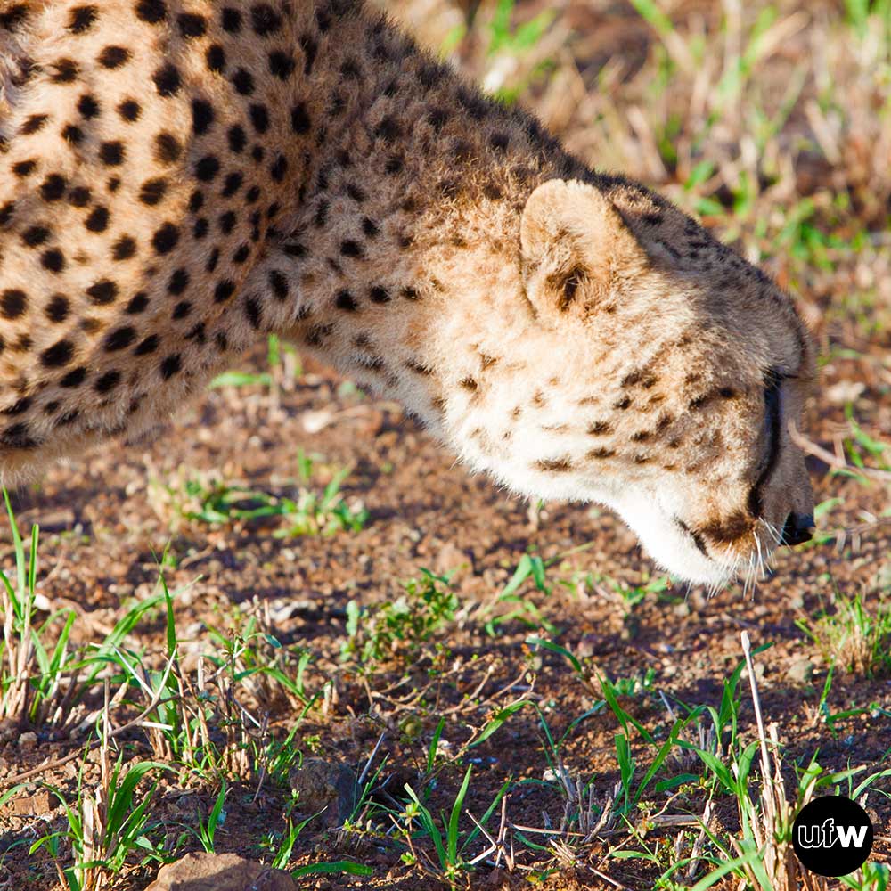 united4wildlife's tweet photo. Less than 7,100 wild cheetahs are left on Earth, &amp; they face a huge threat from #IWT. Each year, roughly 300 cubs are taken from the wild to be sold as pets. 

@CCFCheetahUK work with local law enforcement to catch criminals involved in #IWT https://t.co/igiSnB8zph https://t.co/LdNt3RDHvO