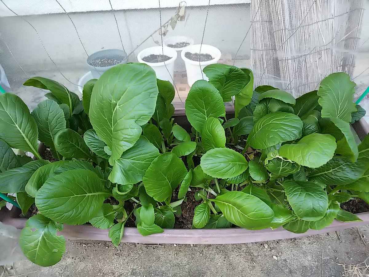 信州発 家庭菜園 Q S Natural Garden على تويتر 伸びてる 通常 小松菜 は 長野 の冬には耐えられないけど ビニールかけてプランターで栽培してるので 今年はまだイケル フクカエン 丸葉小松菜 12月 家庭菜園 葉物野菜