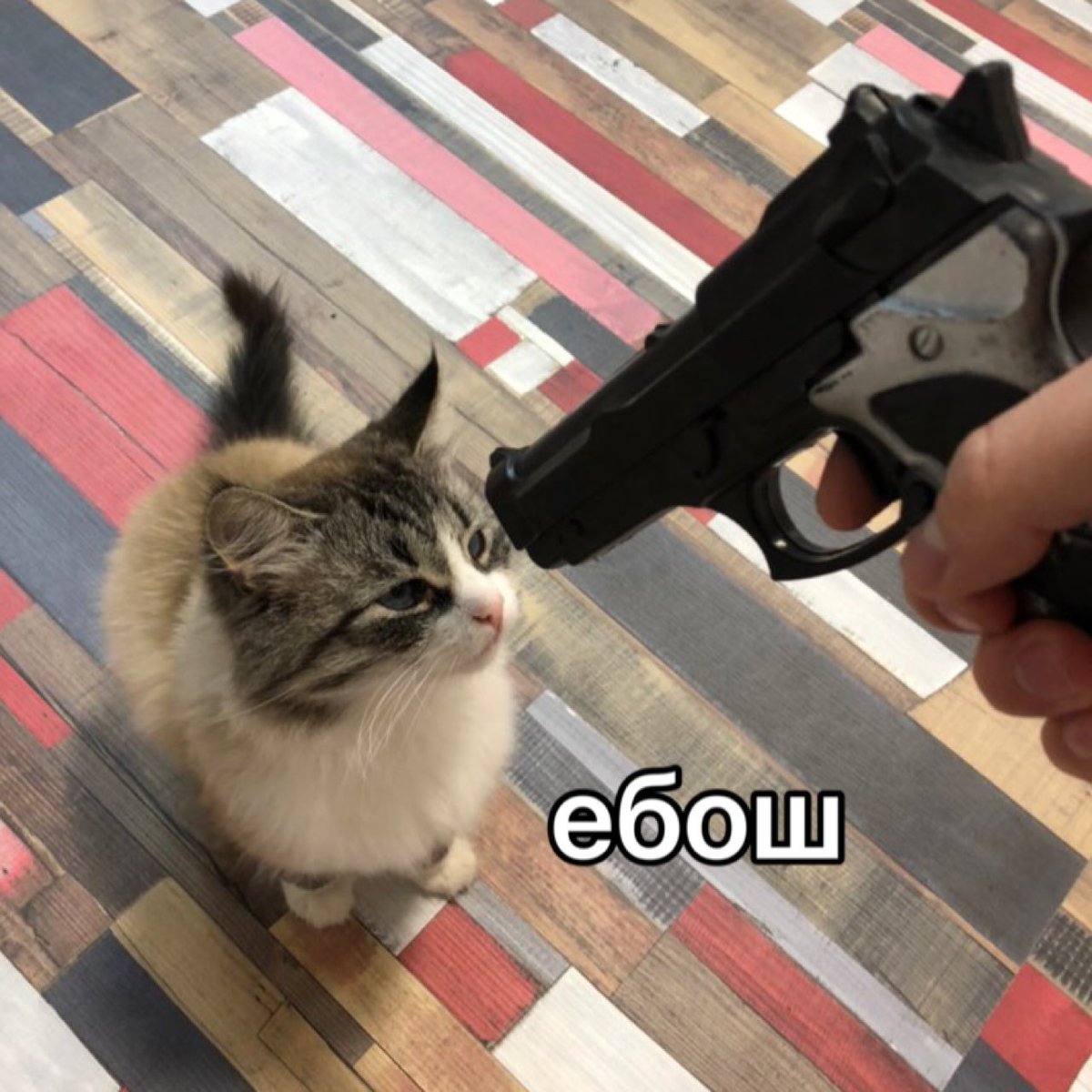 Стреляй в меня. Котик с пистолетом. Кот стреляется. Кот с пистолетом Мем.