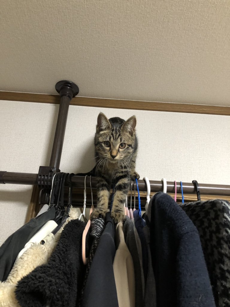 ねこまろ On Twitter 個体差って大きいよねー たまたま 性格がそうなのか 一番はっちゃける時期におなかゆる男だったせいなのか体力もなくて全然手がかからないまま育ったからなのか マロンは本当にイージーモードなので もしまた 猫を迎えたとしたら私はまだしも