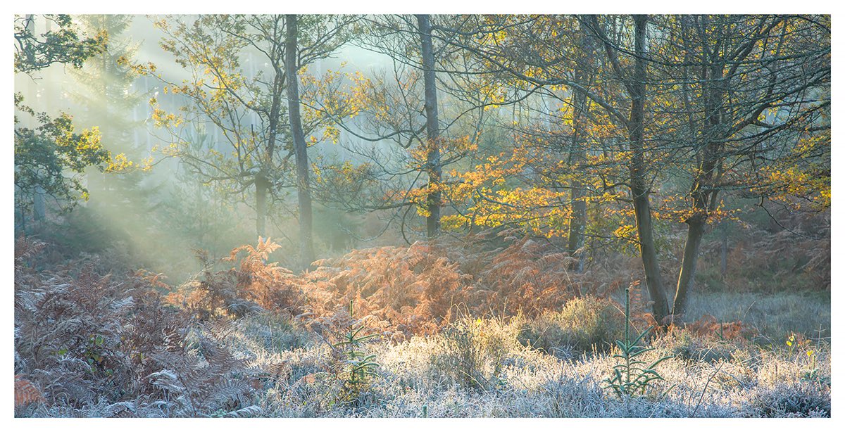PaulHaynesPhoto's tweet photo. Oh go on then, here’s four from me for #NationalTreeWeek - all taken in each season of the New Forest this year...@WoodlandTrust @NewForestNPA https://t.co/Mjwje2azIN