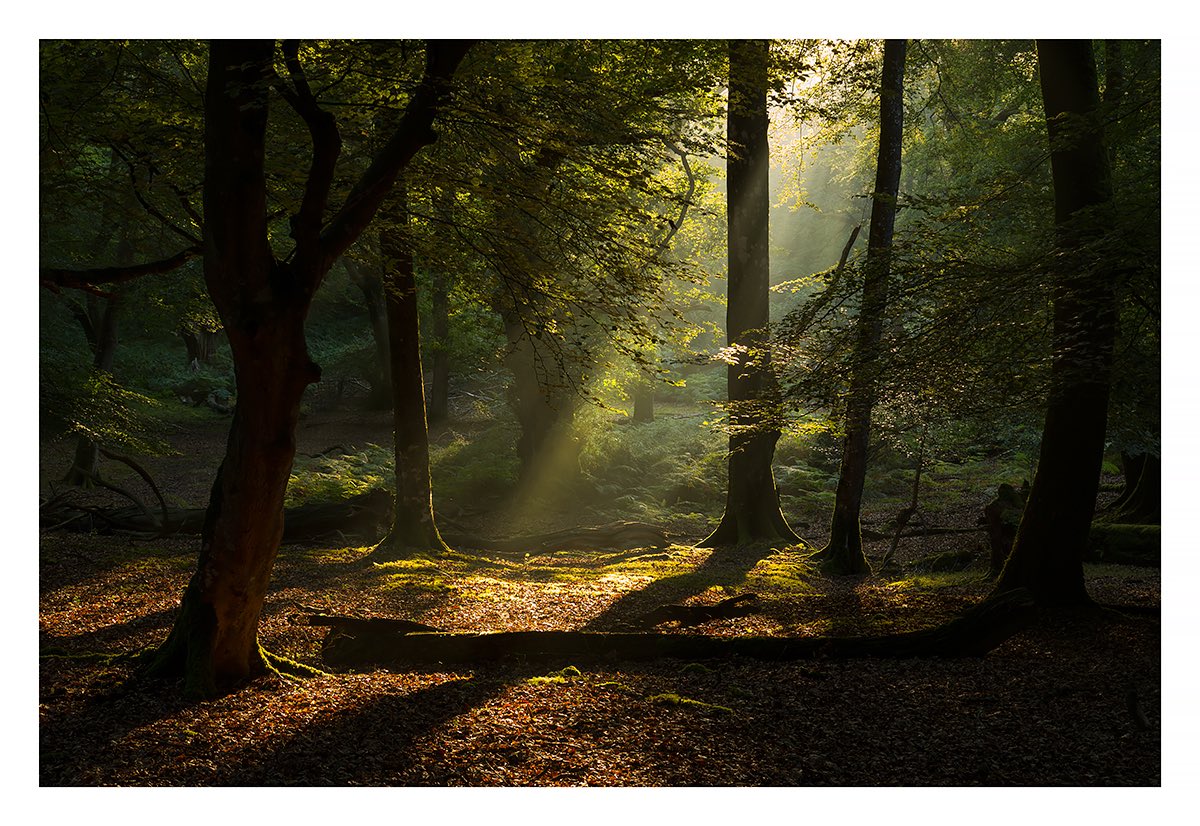 PaulHaynesPhoto's tweet photo. Oh go on then, here’s four from me for #NationalTreeWeek - all taken in each season of the New Forest this year...@WoodlandTrust @NewForestNPA https://t.co/Mjwje2azIN