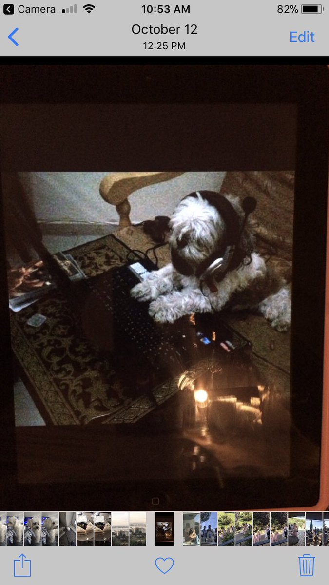 Steveanddania's tweet photo. @thismorning @CanterburyCCUni Let’s see a pigeon do this ! #cleverboy #chico #technodog #skype https://t.co/lCFsQ4uyUC