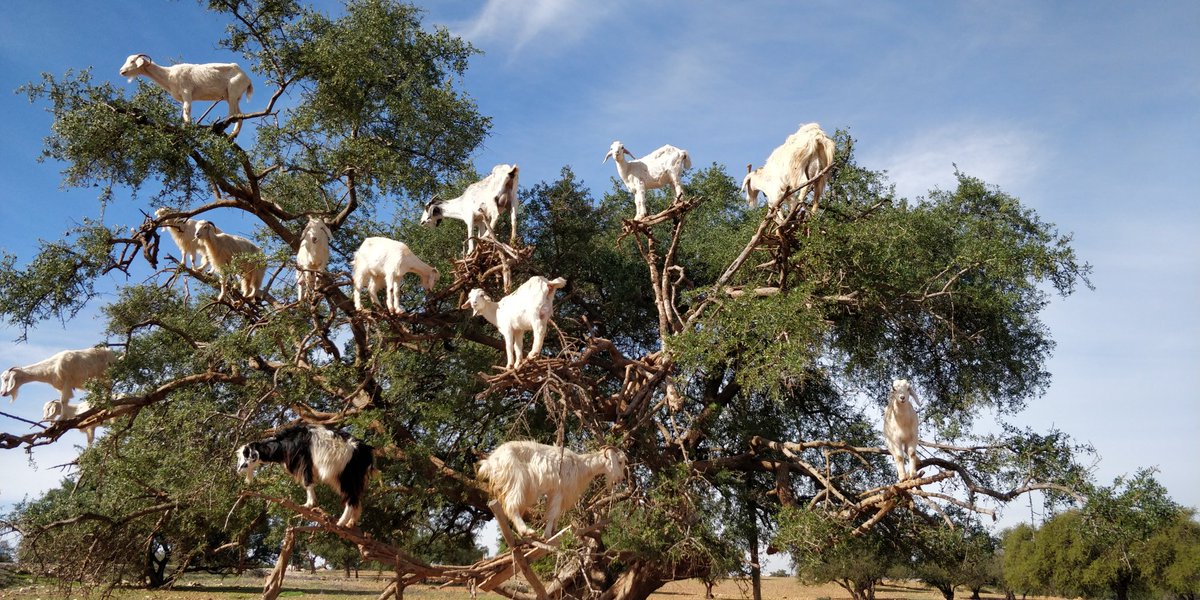 blalasaadri's tweet photo. So this is where baby goats come from... #goattree #TheMoreYouKnow 😉 https://t.co/8eb4LfCxW9