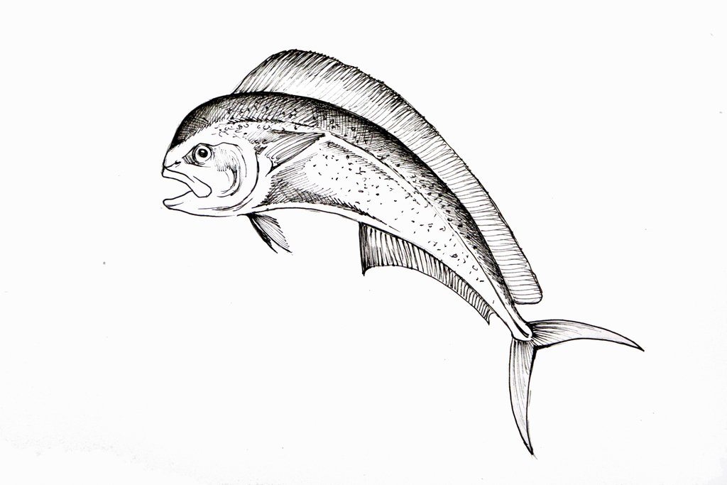 Terza ricetta della " #SEAstainableSEAfoodGuide" con le illustrazioni di Francesco Turano e i sottotitoli in inglese 🐟
DICEMBRE:
INVOLTINO DI VERDURE E LAMPUGA dello Chef Jonathan Vassallo.
La specie individuata per il mese di dicembre è Coryphaena hippurus - Lampuga.