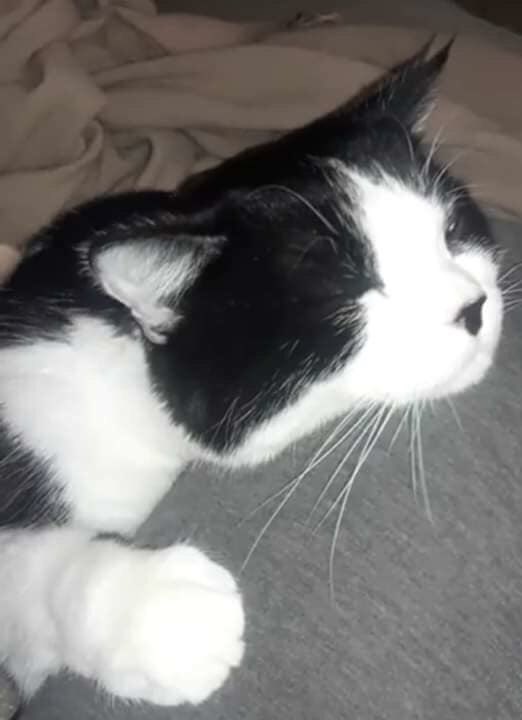 Mich20181's tweet photo. #CampFireMissingPets #DisasterAssistTeam Cindy Forde FB:PLEASE share these pics and help us find them!We had to move to TN after fleeing the fire so I can't be there to check shelters every day. Please help😭 2 males,black/white tuxedo, no chip, indoor only, lived on Edgewood Dr. https://t.co/fHo58WkEWX
