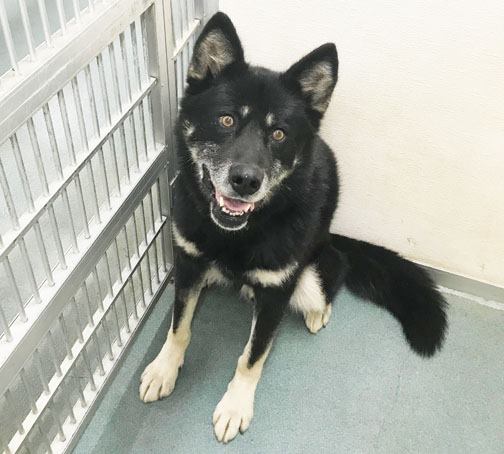 Walter is a sweet boy who loves to stay active and spend his time outdoors. He likes to have head scratches and get lots of attention! He will need need some work on his basic obedience, but he is always eager to please! Come meet him or read more: fmspca.ca/adoptable-dogs/ #ymm