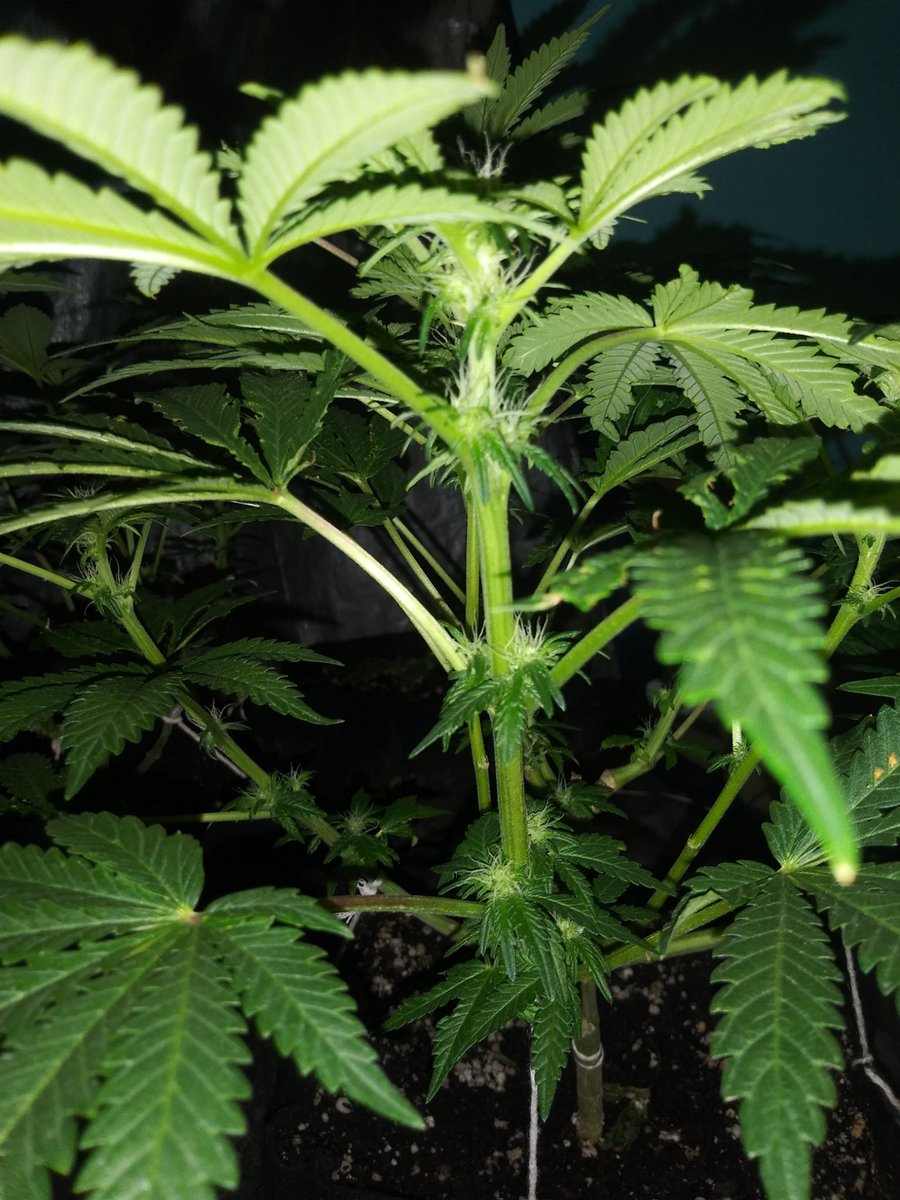 blessedmomma98's tweet photo. Leilani #sweetswine she is stacking up but we know she will be slow finisher...the mom is The HOG which is slow grower but strong Indica...gifts from Old Hippies are the best!!
#growyourown https://t.co/sp6BFHQsVM