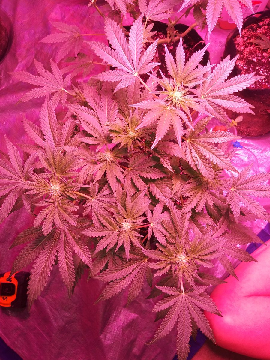 blessedmomma98's tweet photo. Leilani #sweetswine she is stacking up but we know she will be slow finisher...the mom is The HOG which is slow grower but strong Indica...gifts from Old Hippies are the best!!
#growyourown https://t.co/sp6BFHQsVM