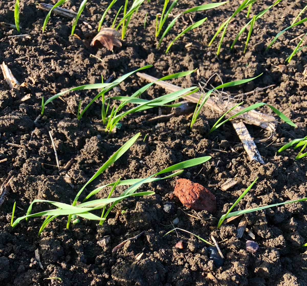 Residual chemistry working wonders in late drilled winter wheat you can see take up of actives in the blackgrass #winningthefight #latedrilling
