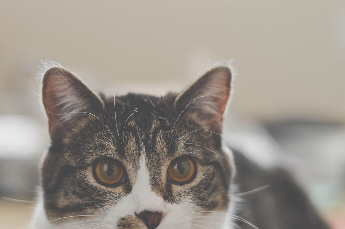 Activ4Pets's tweet photo. We got that Friday feelin', how about you?
.
.
.
#catsofinstagram #fridayvibes #activ4pets #pethealth #petlovers #catpeople https://t.co/6qeZLTnw8Q