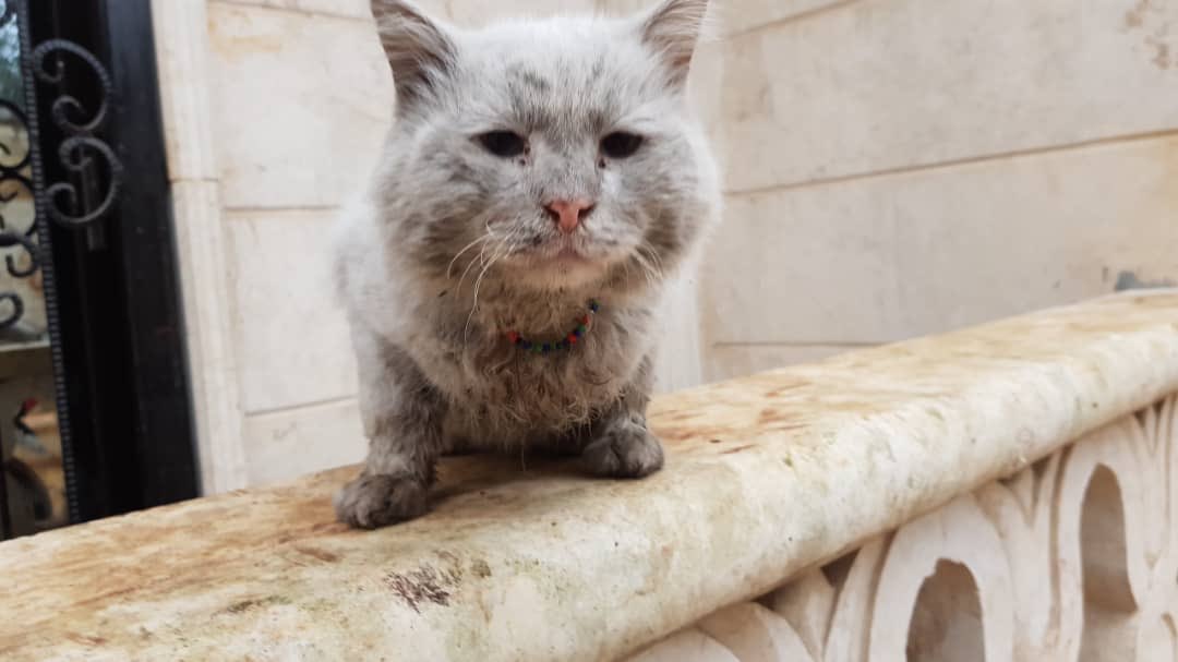 theAleppoCatmen's tweet photo. He came to Ernesto’s this morning,
is definitely a house cat because has a necklace on the neck (typical of house cats). we do not know if he ran away or he was abandoned.. but he was very hungry. 
for now we keep it and hope someone is looking for him .😿😢 https://t.co/6dvLdeDsgf